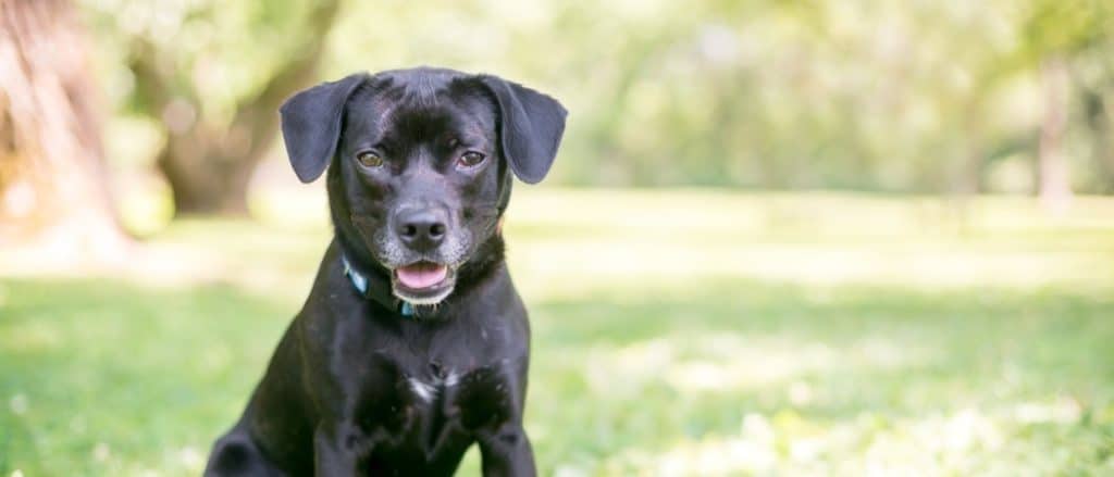 A cute black Retriever/Beagle mixed breed puppy, Beagador, sitting outdoors