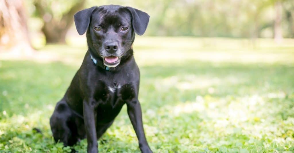 Black lab best sale beagle mix puppy