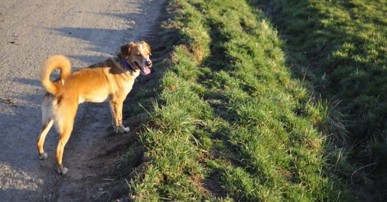 Beagle and Labrador Mix Dog, a Beagador, on the side of the road