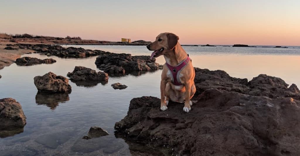 Beagador sitting on a rock