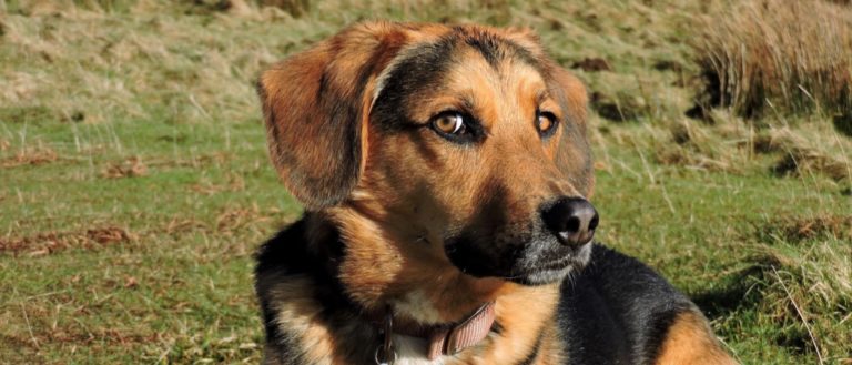 Beagle Shepherd close-up
