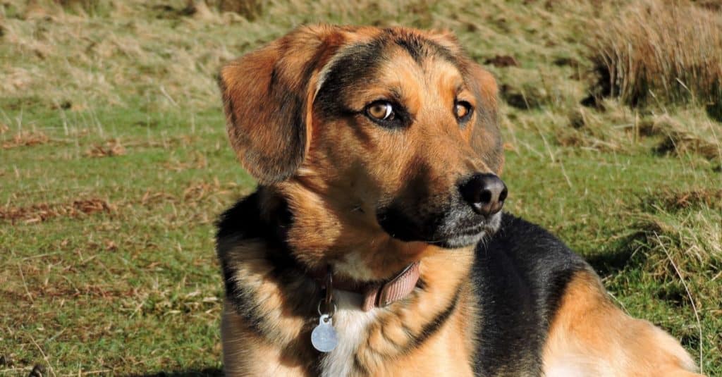 australian shepherd mixed with beagle