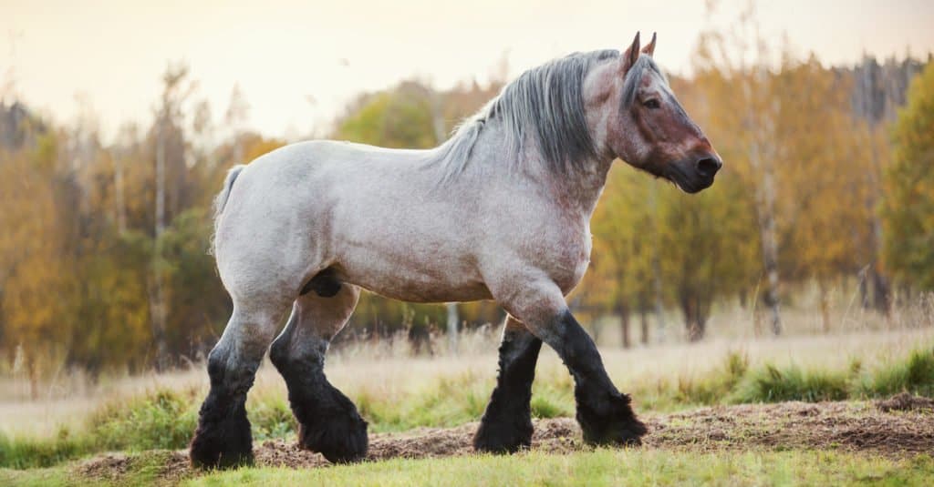 Biggest Horse: Belgian
