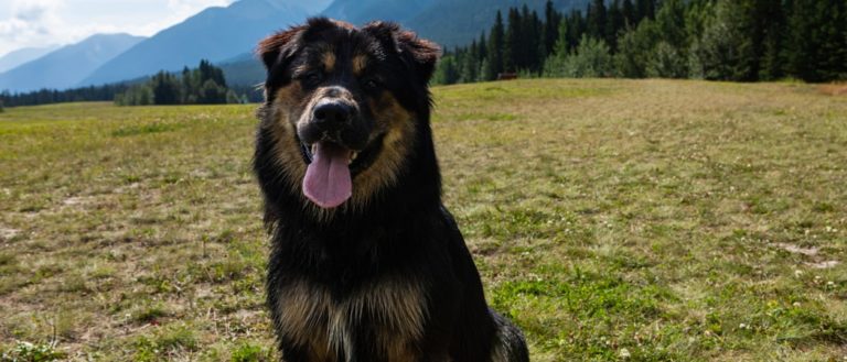 Long-haired Bernese Shepherd dog sitting on the grass with careful look in meadow in the mountains with high mountains background.