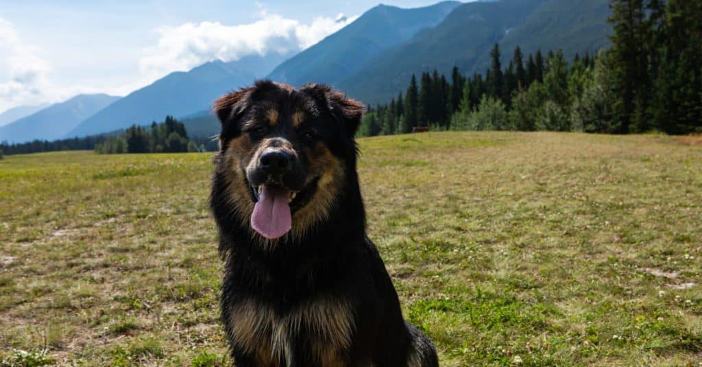 Long-haired Bernese Shepherd dog sitting on the grass with careful look in meadow in the mountains with high mountains background.