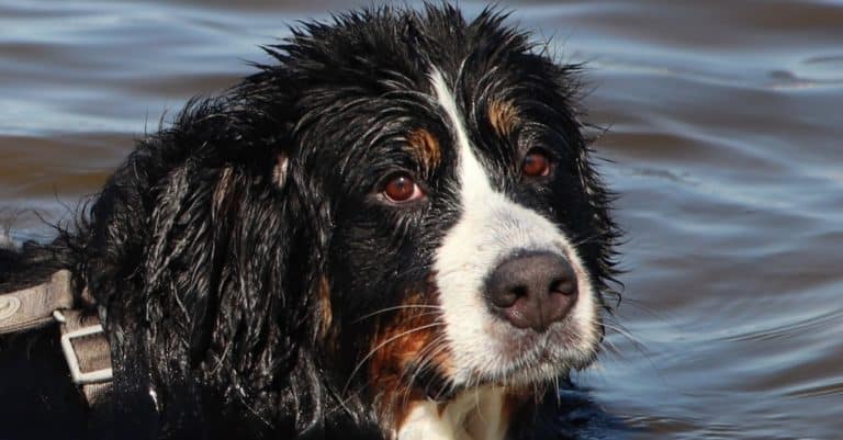 A Bernese Shepherd dog enjoying the cool water of a lake on a hot summer day.