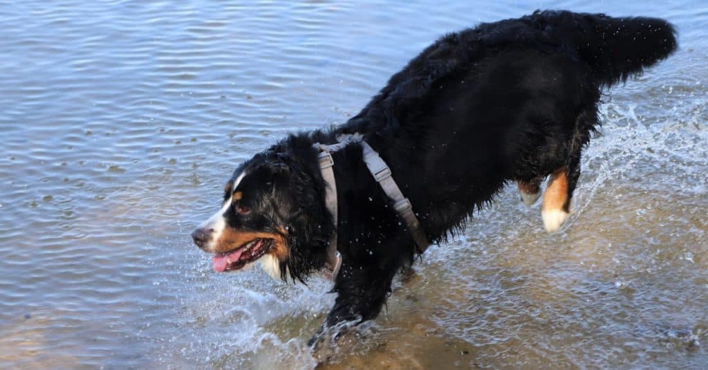 A Bernese Shepherd dog is running and enjoying the water on a warm, sunny summer day.