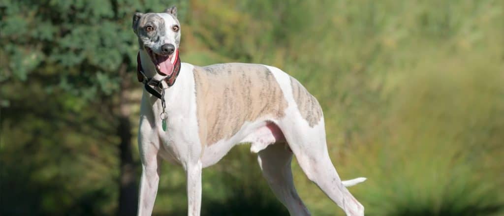 Dog in Martingale Collar