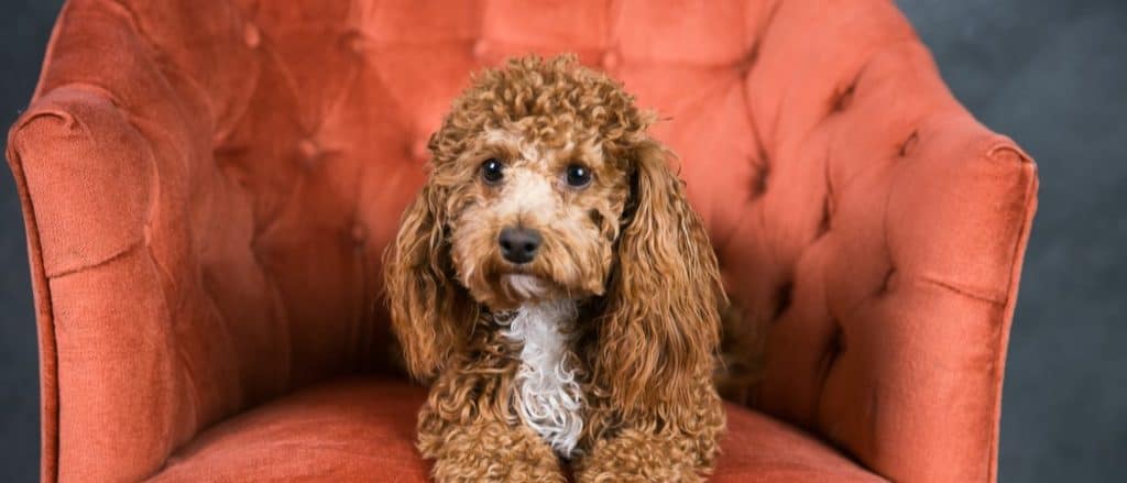 Redheaded Bichpoo Bichon Poople Mix on an Orange Chair