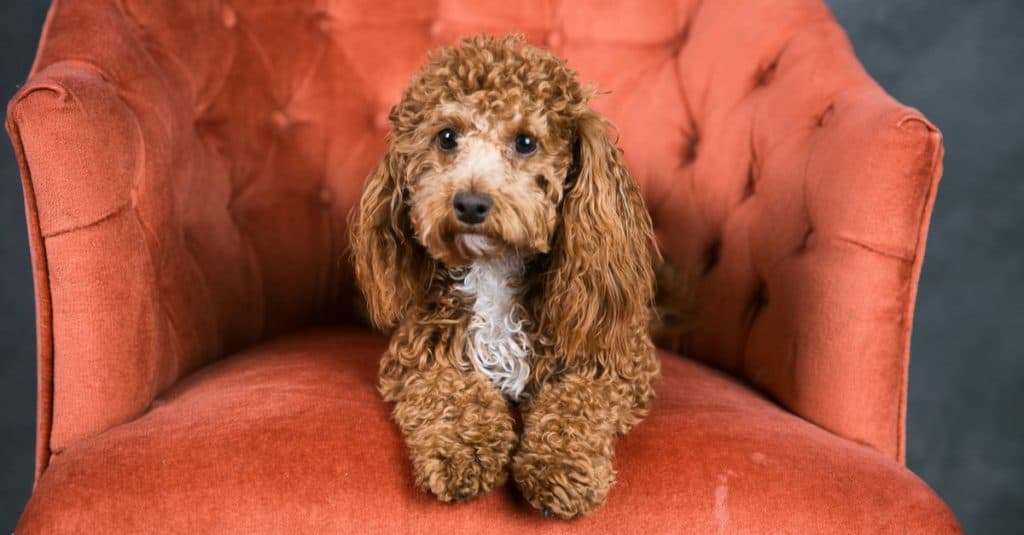 Redheaded Bichpoo Bichon Poople Mix on an Orange Chair