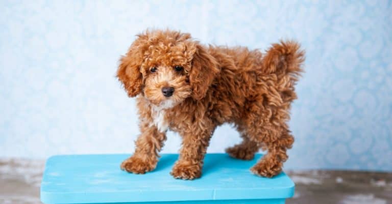 Cute Small Bichon Poodle Bichpoo puppy dog standing on a blue bench