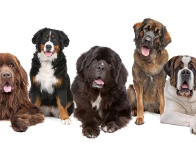 A The Top 15 Biggest Dogs in the World
