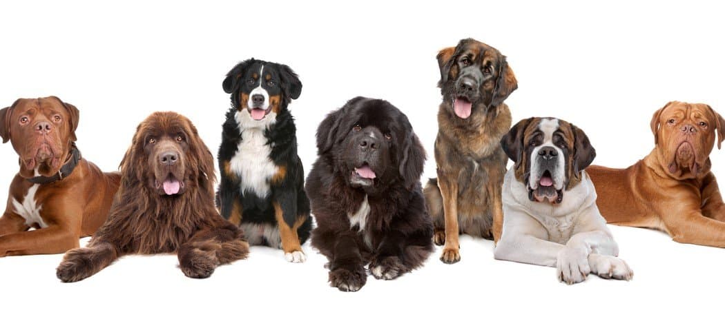what are the main breeds of dogs