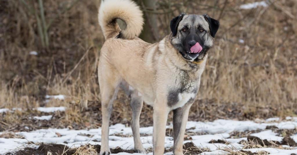 Biggest Dog Breeds: Anatolian Shepherd