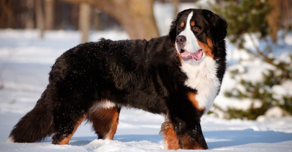 What is the breed of a black and white dog?