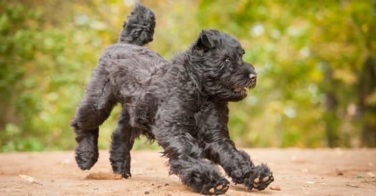 Biggest Dog Breeds: Black Russian Terrier