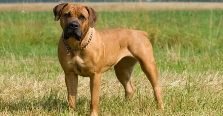 Biggest Dog Breeds - dogs similar to pit bulls - Boerboel