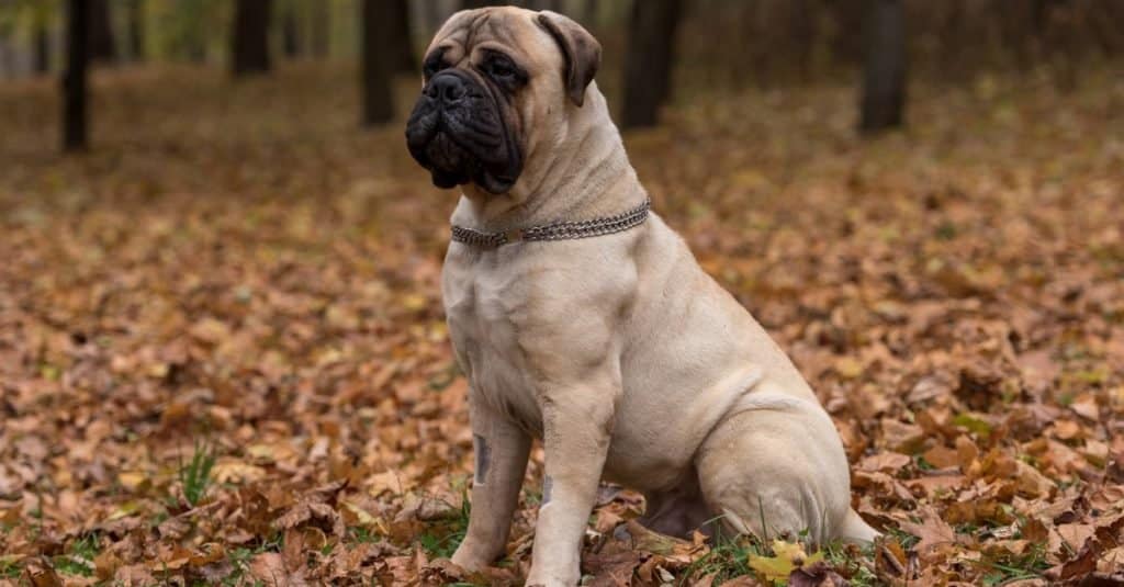 Biggest Dog Breeds: Bullmastiffs