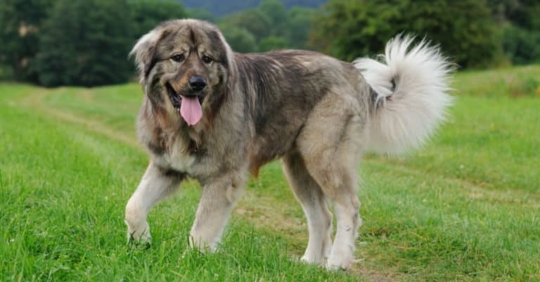 Biggest Dog Breeds: Caucasian Shepherd