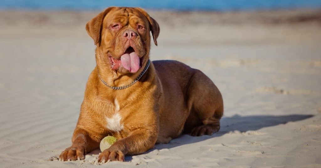 The largest dog breed_ Dogue de Bordeaux