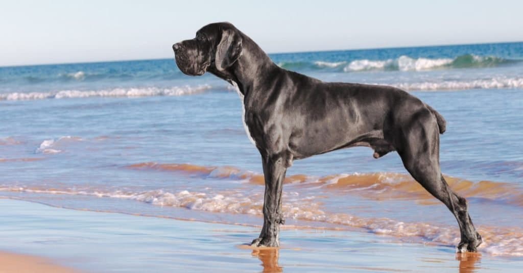 Les plus grandes races de chiens : Dogue Allemand