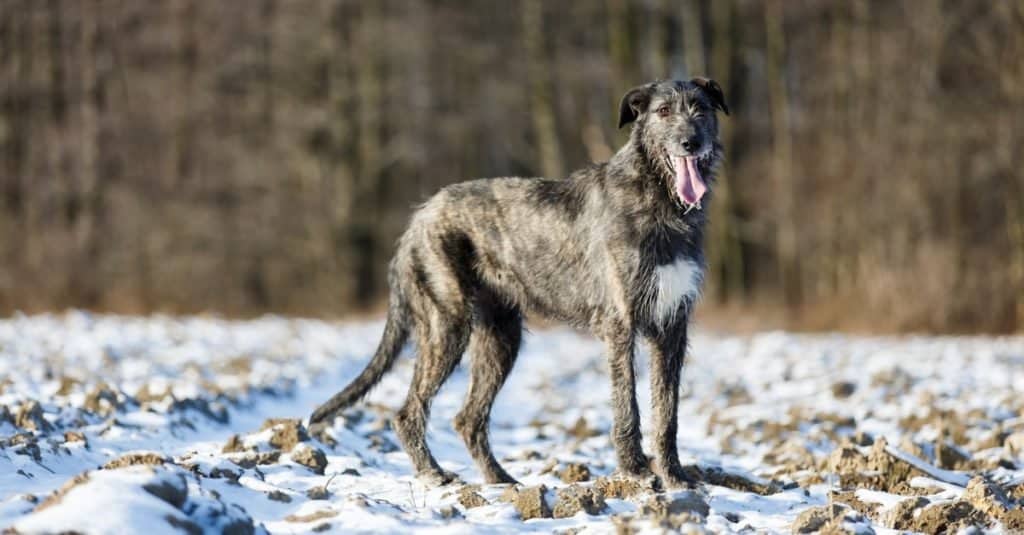 Scottish Deerhound vs Irish Wolfhound