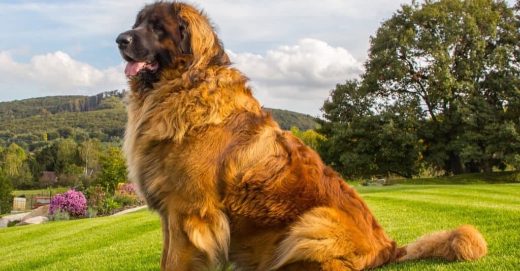 what is the largest dog breed by weight