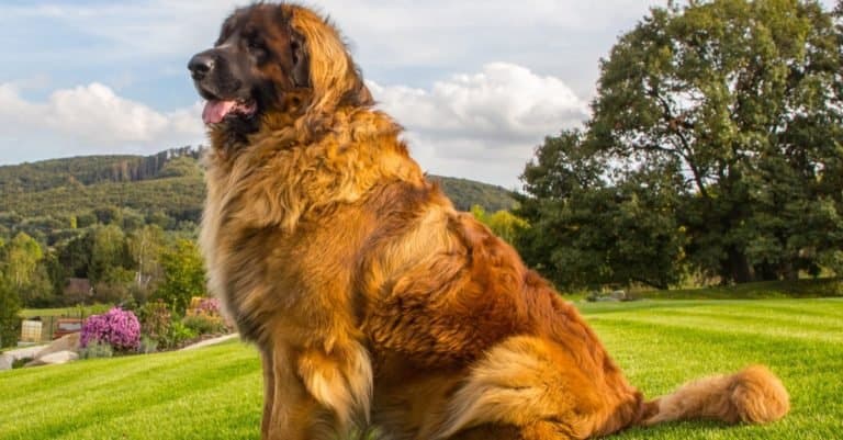 Biggest Dog Breeds: Leonberger