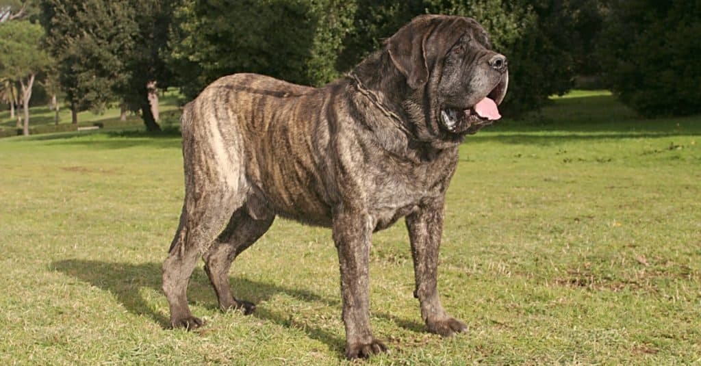 Biggest Dog Breeds: Mastiff