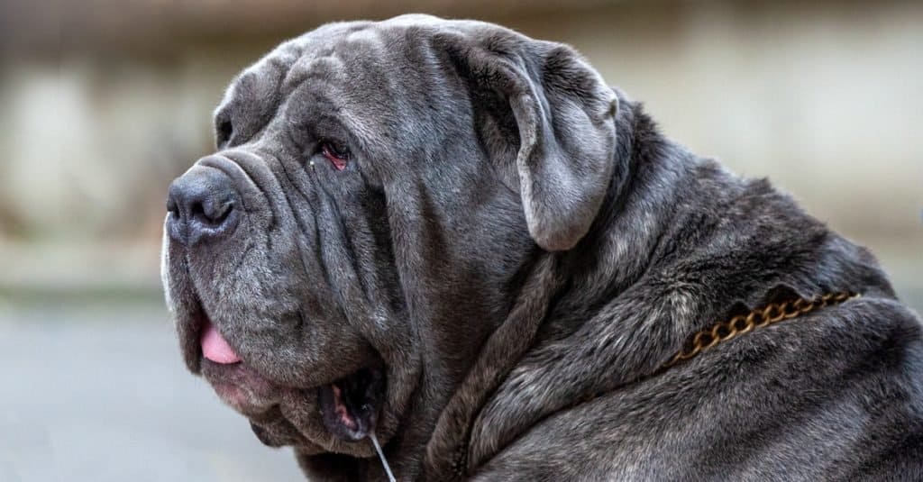 The Top 15 Biggest Dogs in the World A Z Animals