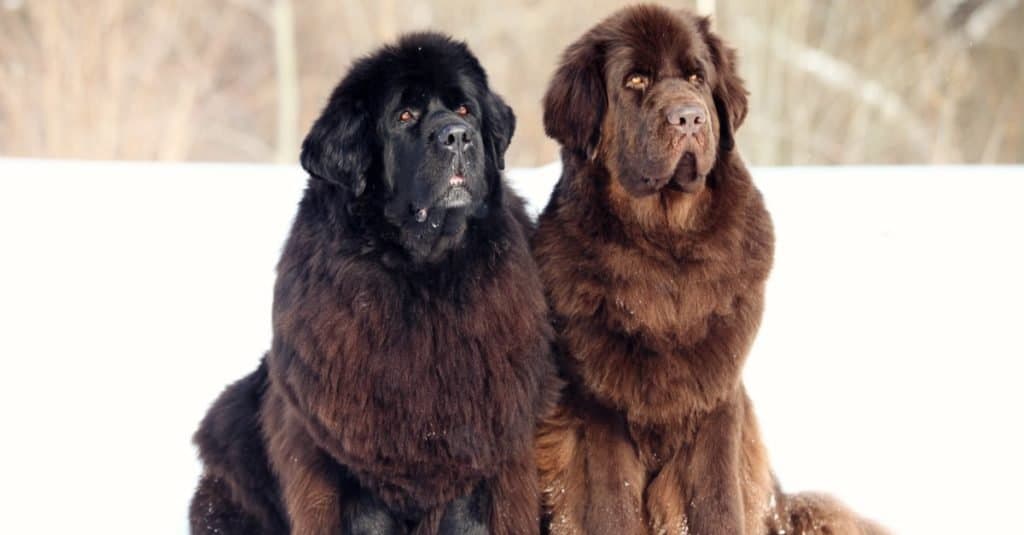 Newfoundland vs Saint Bernard