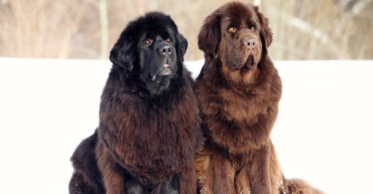 giant newfoundland dog bred to hunt bears