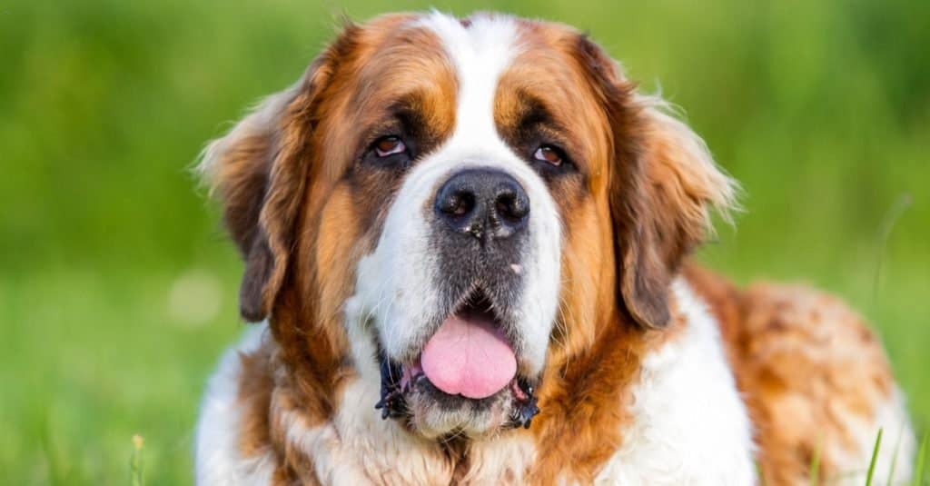 how many nipples does a saint bernard have