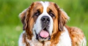 Great Pyrenees vs St. Bernard Picture