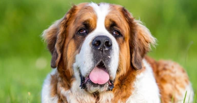 Biggest Dog Breeds: Saint Bernard