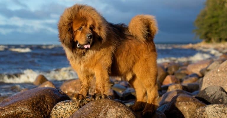 Biggest Dog Breeds: Tibetan Mastiff