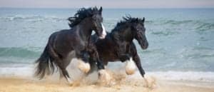 The Top 13 Biggest Horses in the World photo