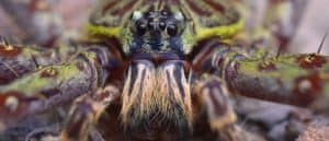 The Top 10 Biggest Spiders in the World Picture