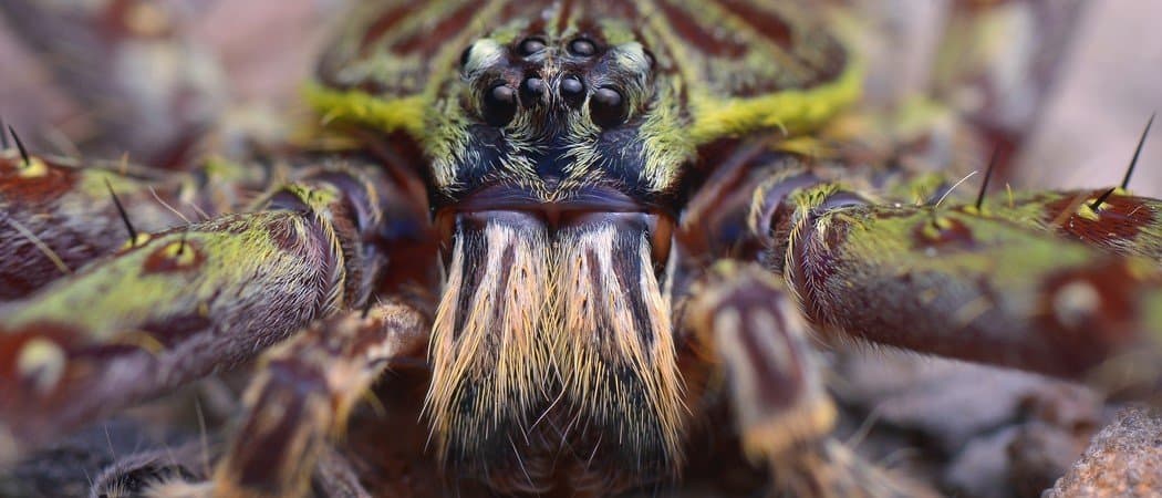 The Top 10 Biggest Spiders in the World - AZ Animals