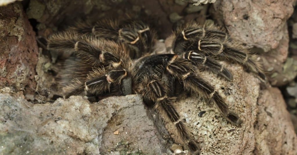 Biggest Spiders: Brazilian Salmon Pink Birdeater Spider