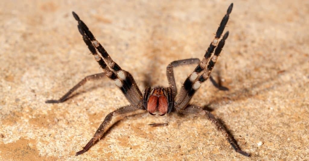 Arañas más grandes: Araña errante brasileña