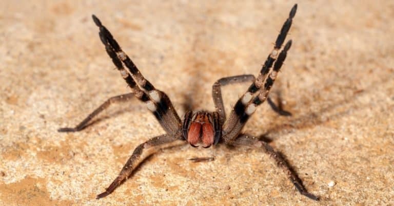 are wandering spiders in the us