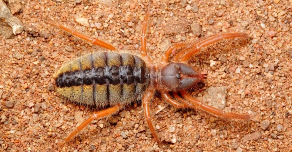 Biggest Spiders: Camel Spider