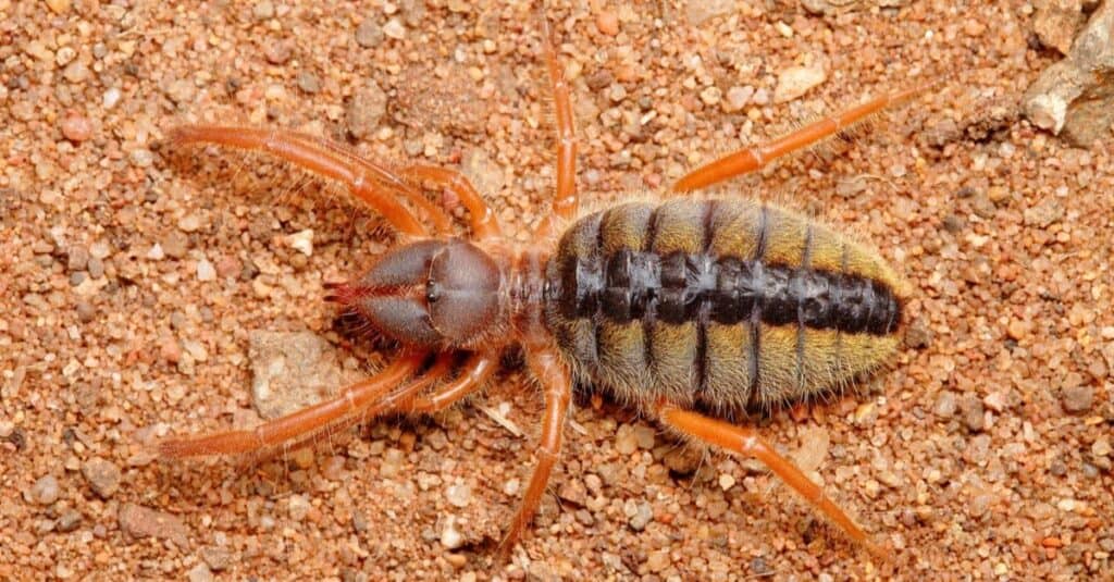 giant camel spider bite