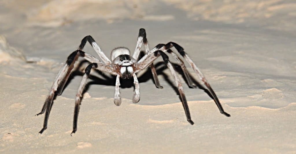 Arañas más grandes: Cerbalus aravaensis