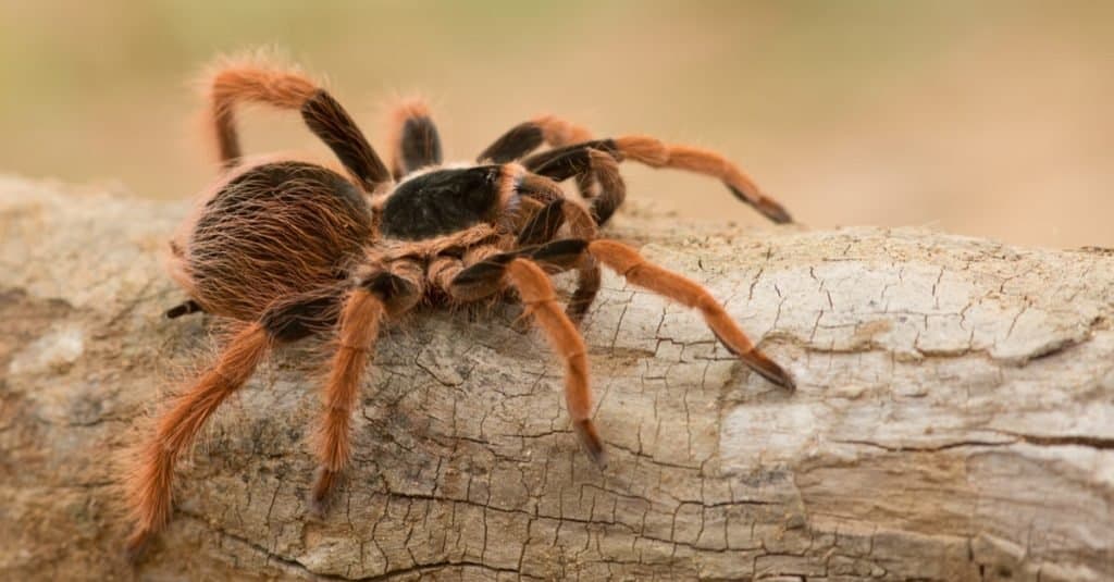 Arañas más grandes: tarántula gigante colombiana de patas rojas