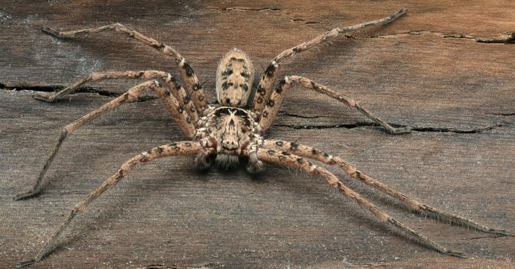Arañas más grandes: Araña cazadora gigante