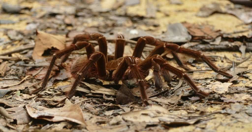 goliath bird eating spider bites human