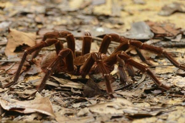 The Goliath birdeater is the world's largest spider, by weight.