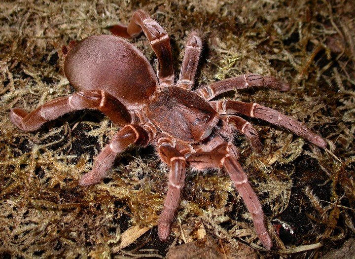 Biggest Spiders: Hercules Baboon Spider